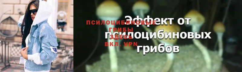 Галлюциногенные грибы Magic Shrooms  наркошоп  Гдов 